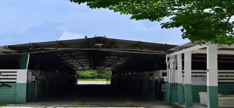 1100 feed and 2 stalls