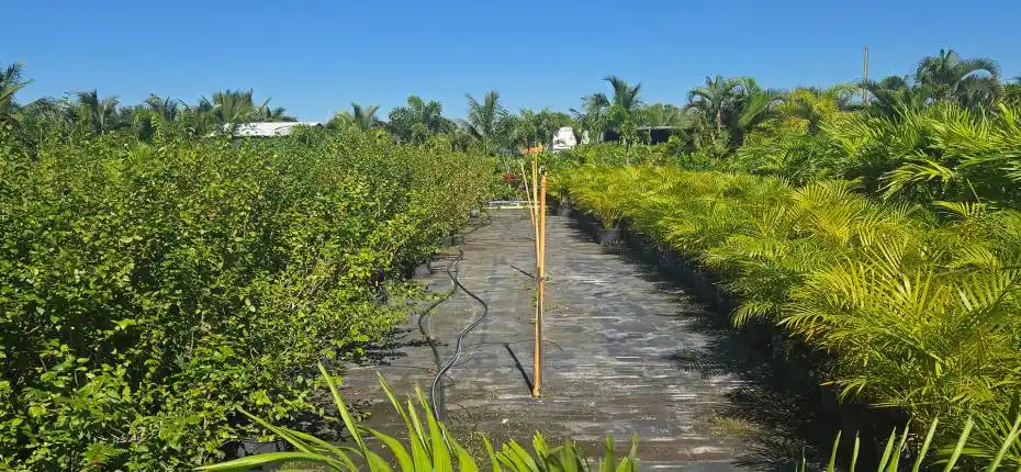 nursery lacsacocha owner_100_0001_202511