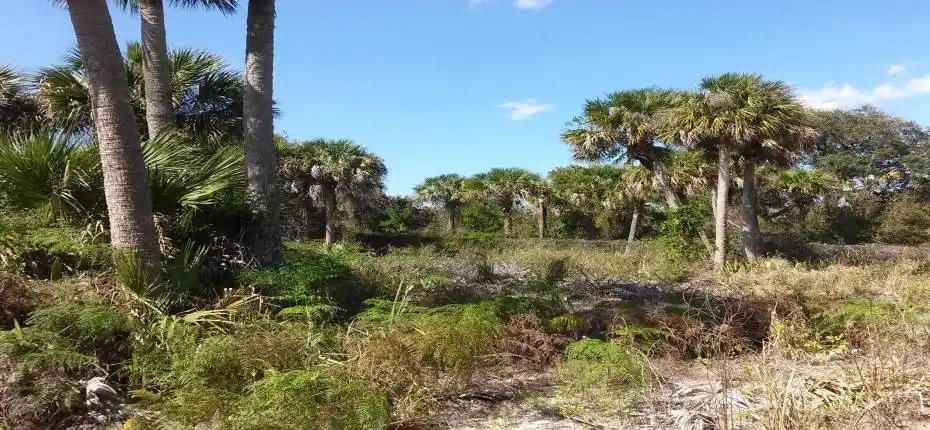 Looking N to veggie fence from SW