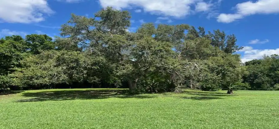 3 acre Live Oak tree NW view