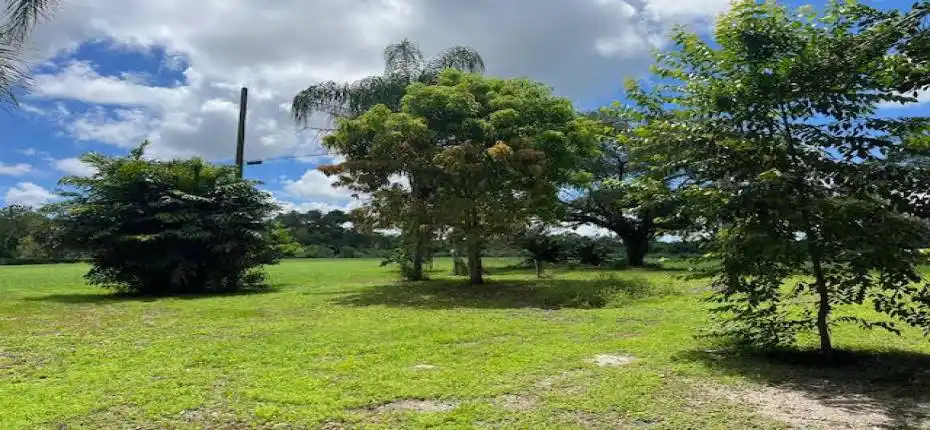 3 acre mango tree