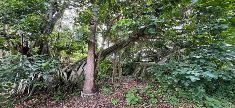 3 acre banyan hammock south section