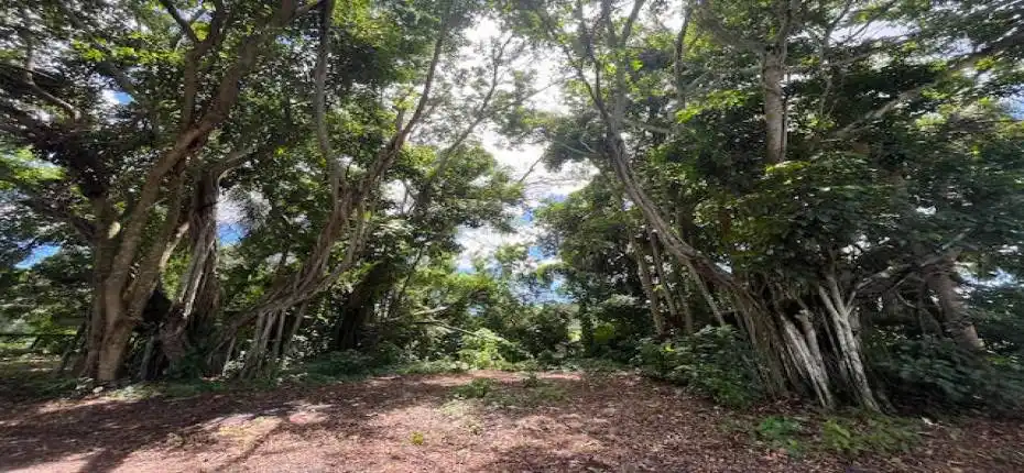 3 acre banyan hammock east view