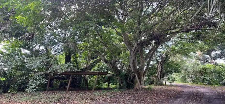 3 acre banyan hammock