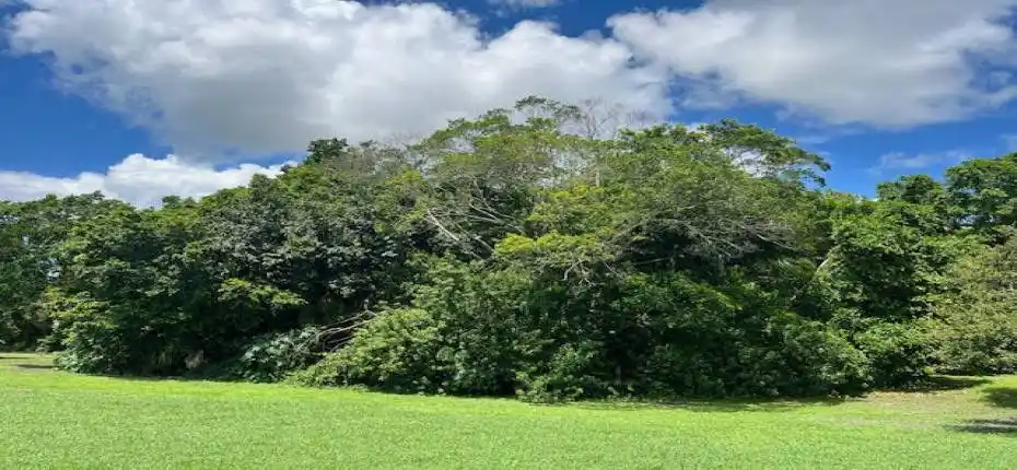 3 acre Banyan hammock west view
