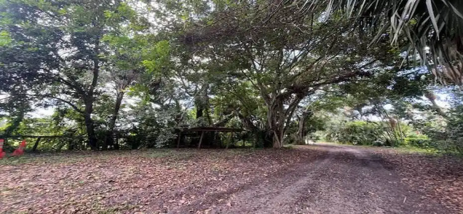 3 acre banyan hammock south view