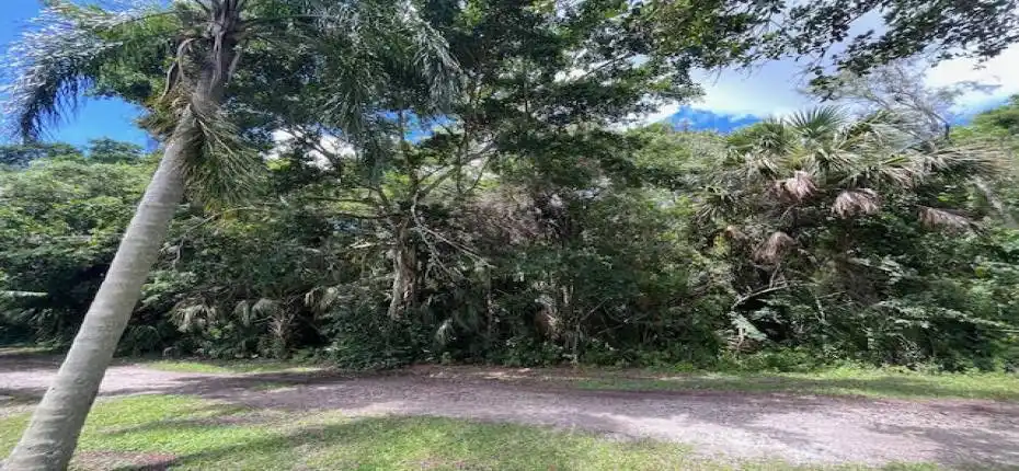 3 acre Chinese fig tree