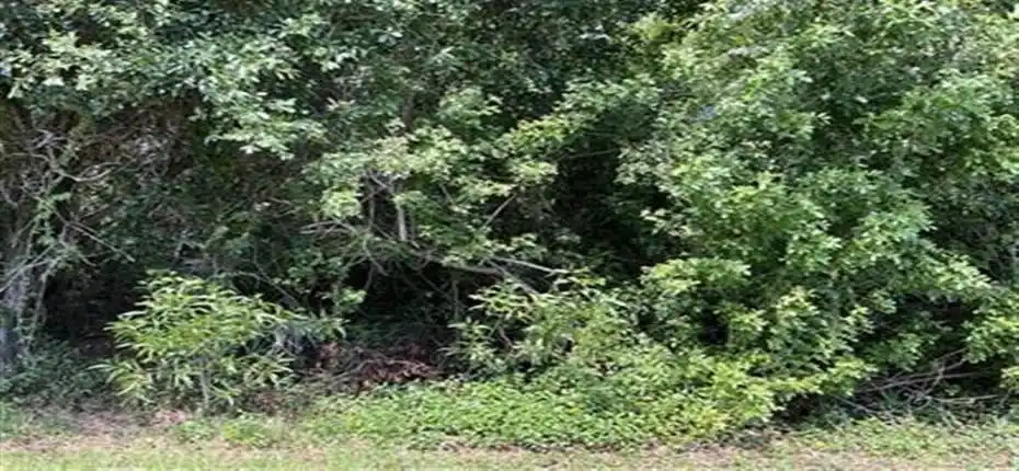 1898SENButtonwoodDrAerials(1)